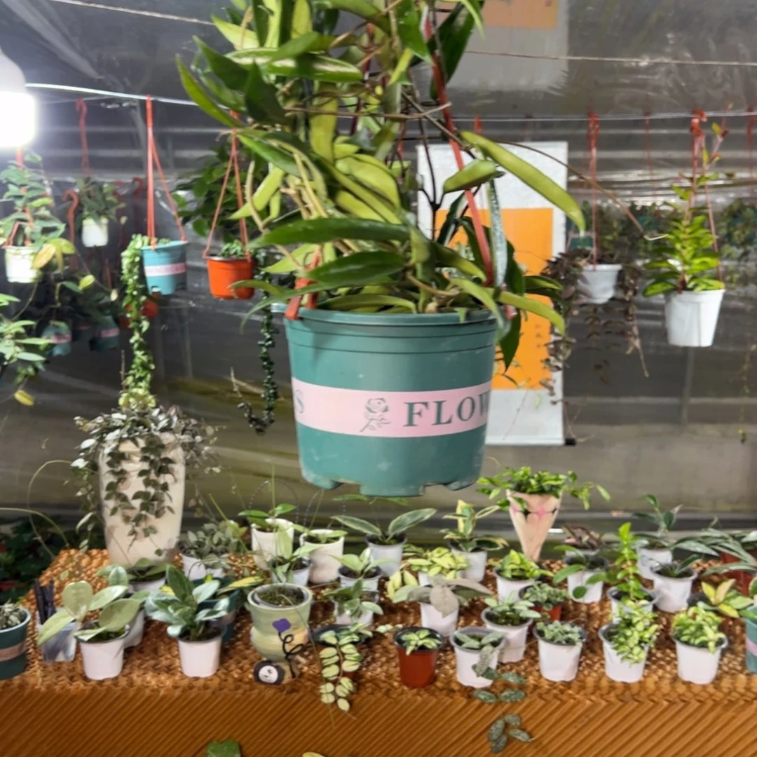 娜***我无花朵迷你贝尔球兰