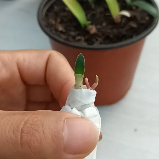 无花朵特色花卉君子兰小苗君