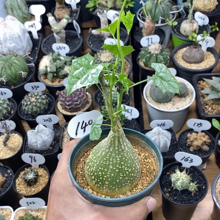 实生银叶睡布袋140号6.5cm