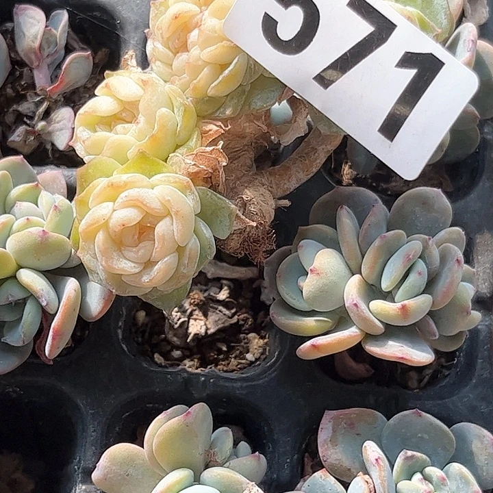 小**.多肉植物一物一拍