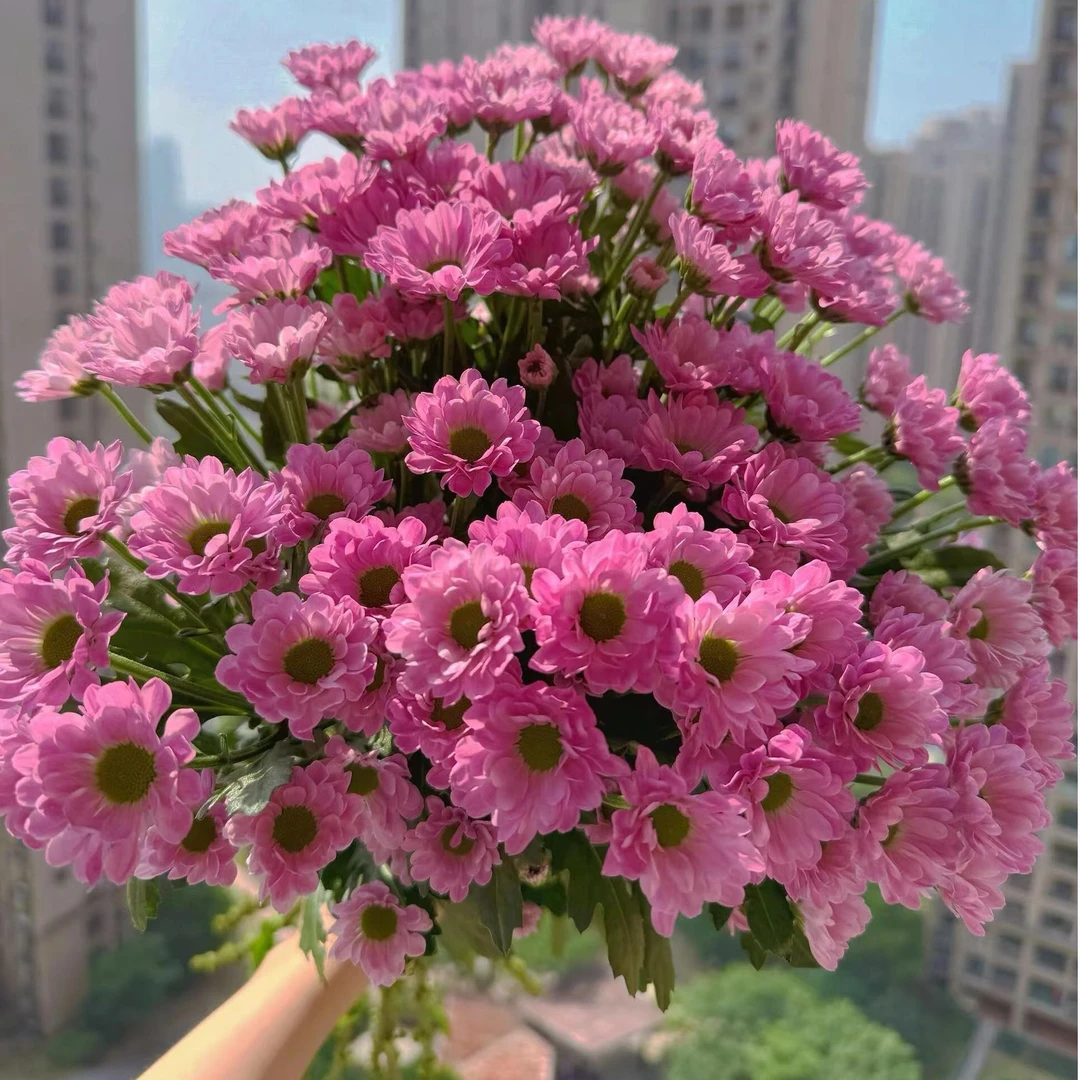 可可粉小菊5枝花期超长鲜花今天下单明天送达-全场任意满两份包邮发货