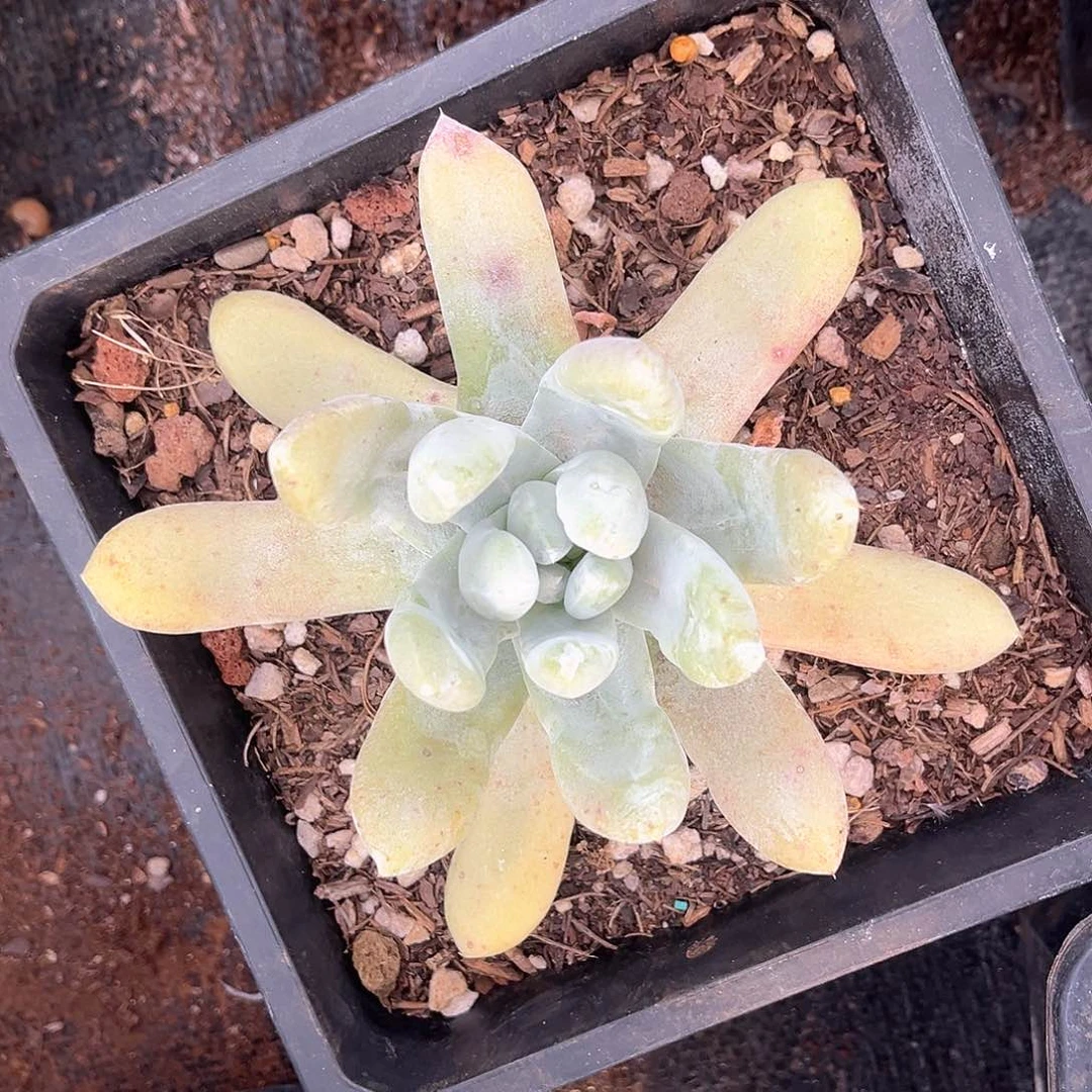 拇指女生节福利单头