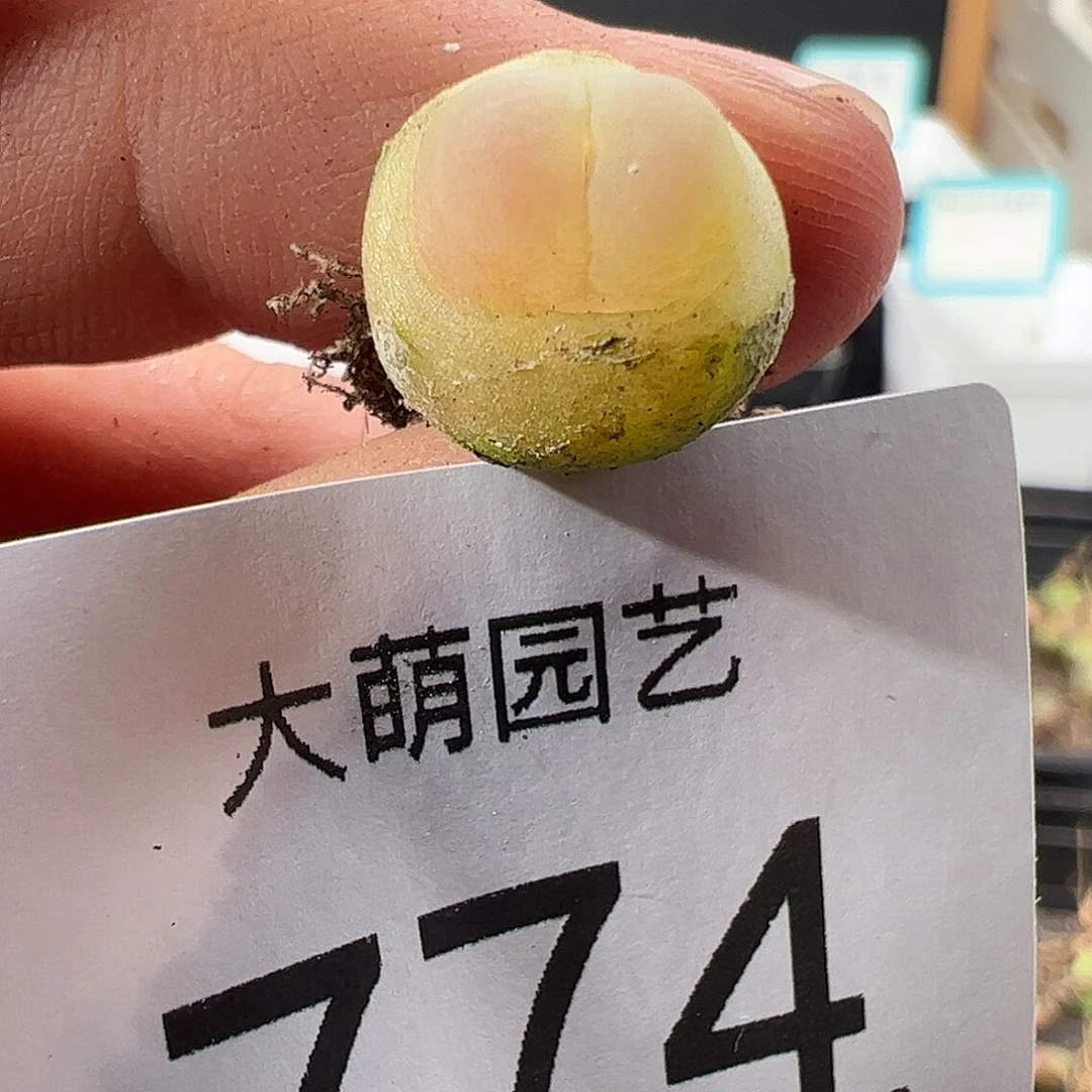 0000774 一物一拍……