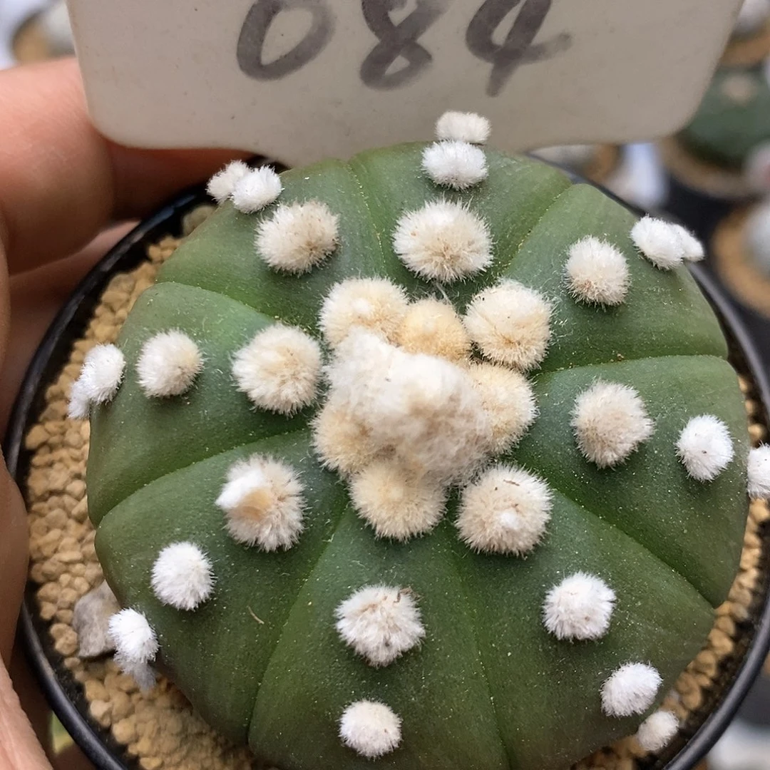 嘻****6084福利特价咯福利来了