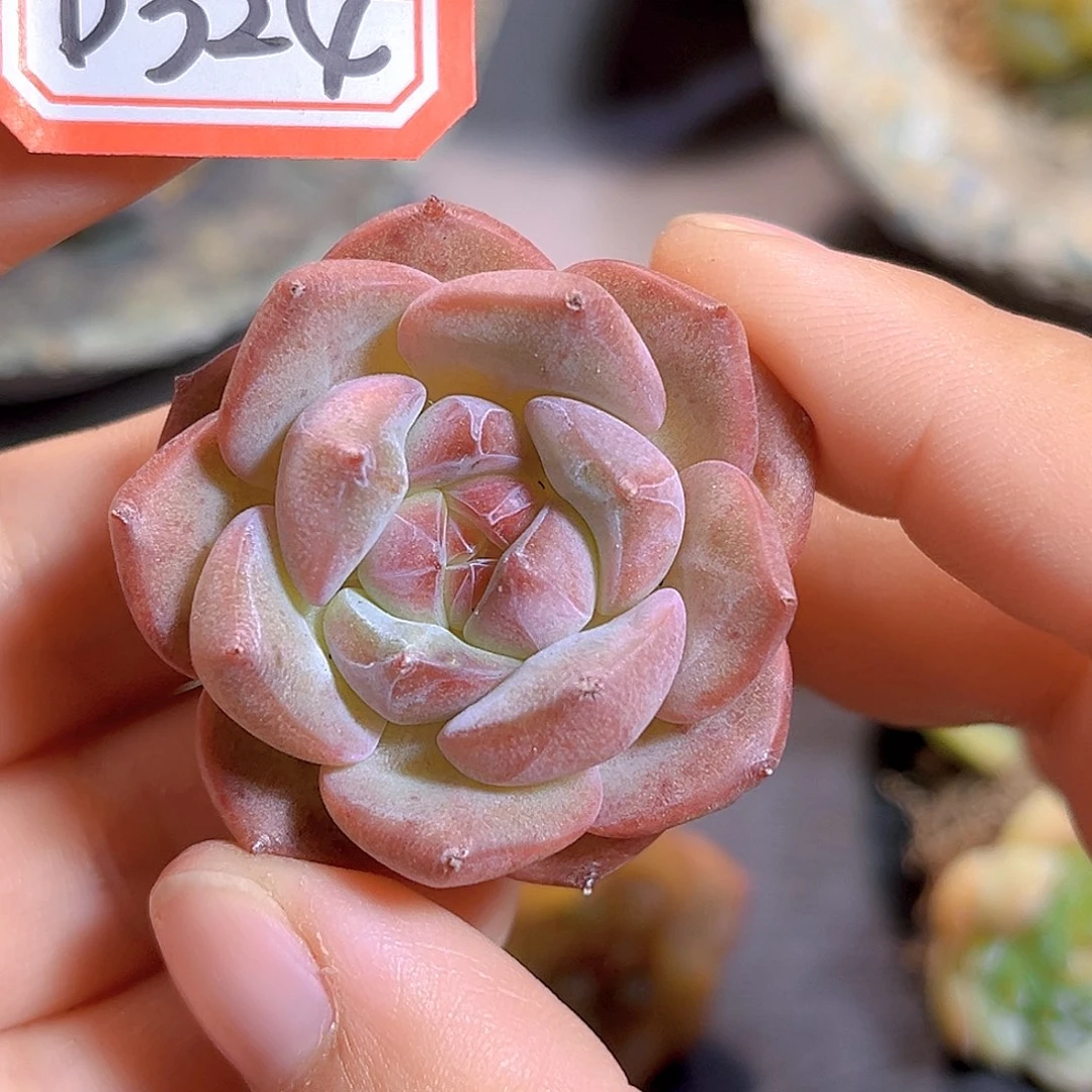 D324 一物一拍 珍妮精选