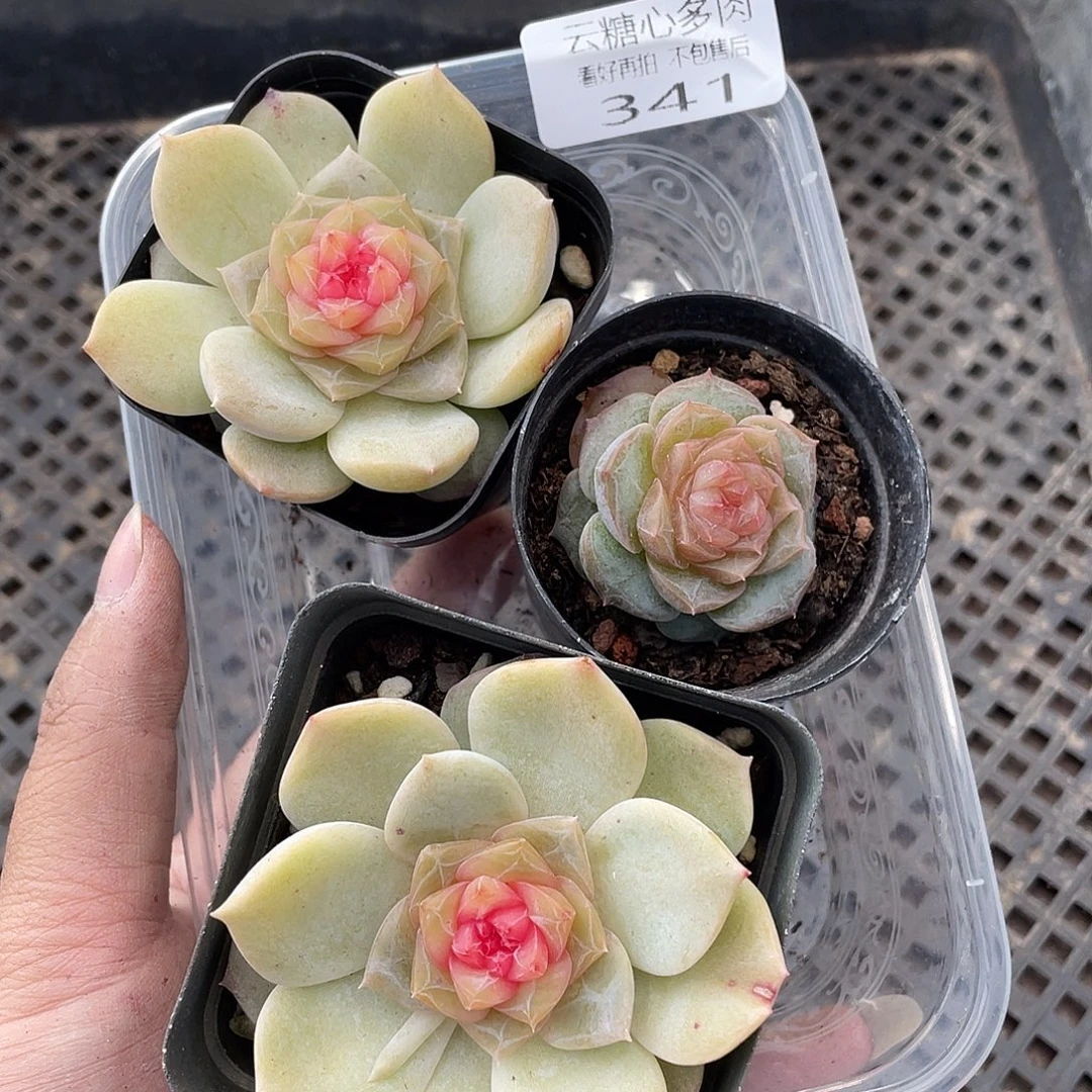 云糖心多肉植物341
