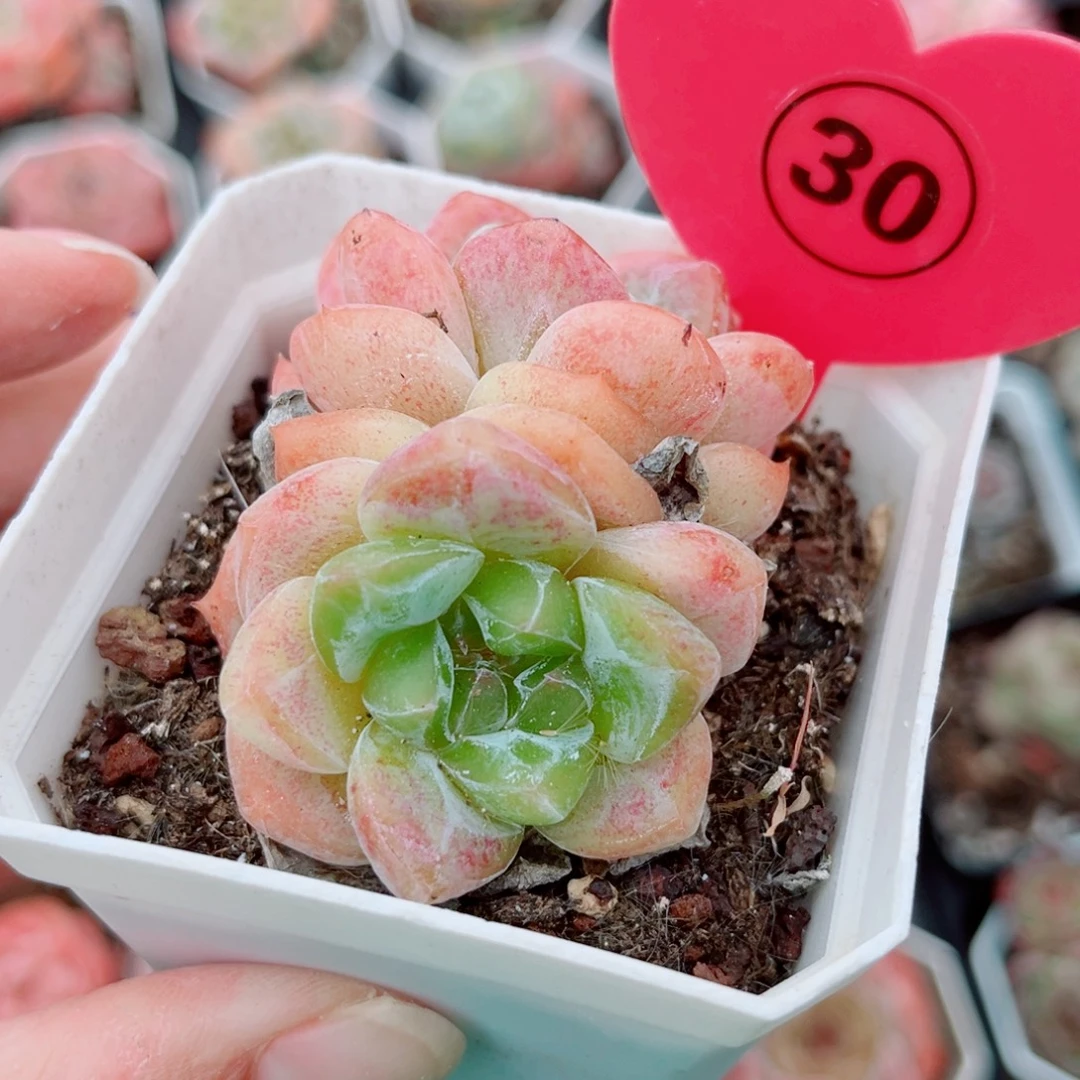 30号小老糖心双头