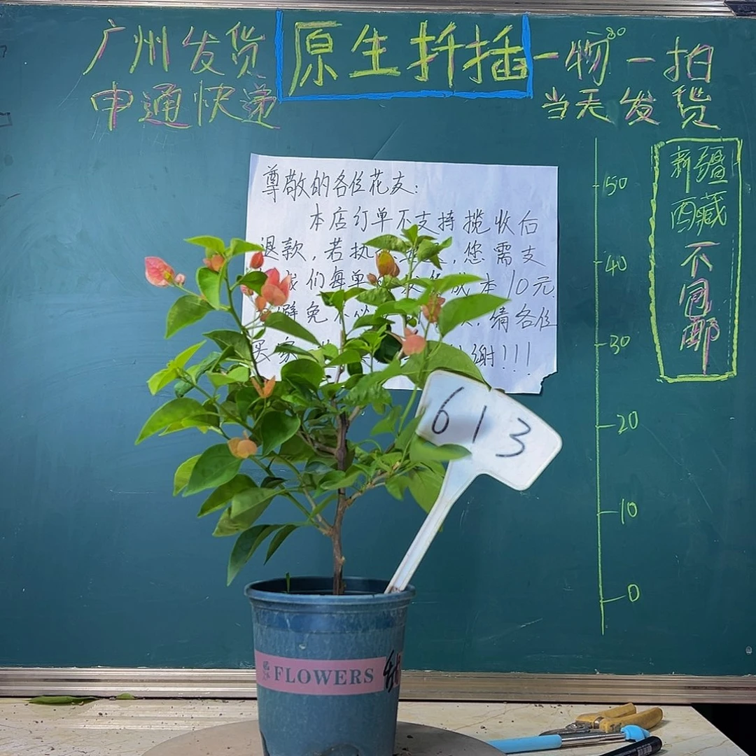 当前无花栽培后可以开花甜西瓜 613