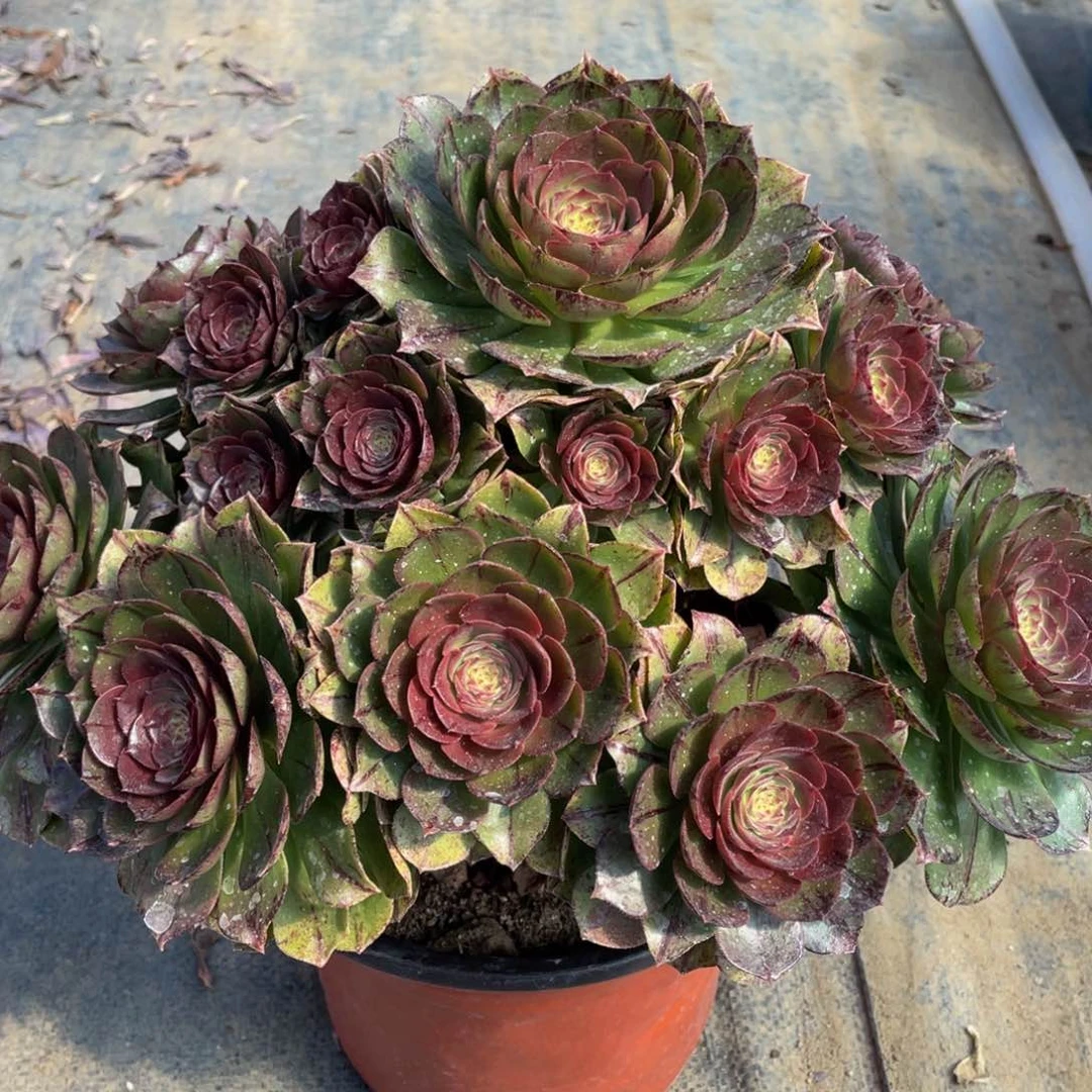 英*077万拉丝精品法师多肉