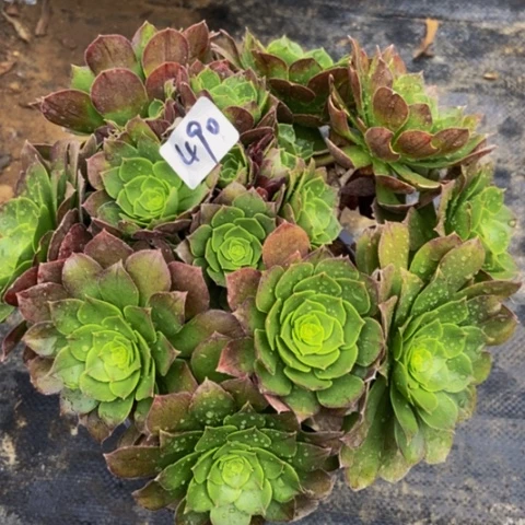 圣罗兰朵朵多肉490多肉植物