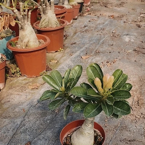 【闪购商品】琳*?绿植