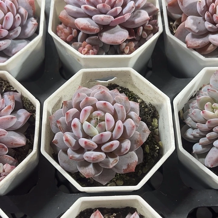 星星橙精品多肉植物