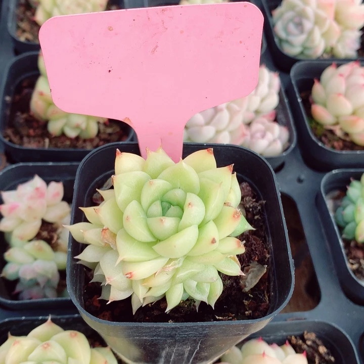 ?**麦秆5cm不包整群