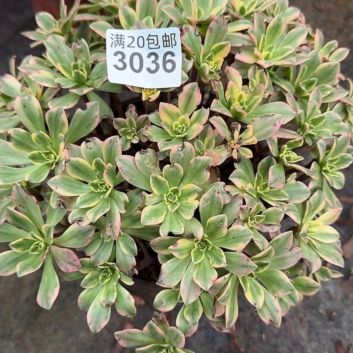 3036甜茶多肉植物