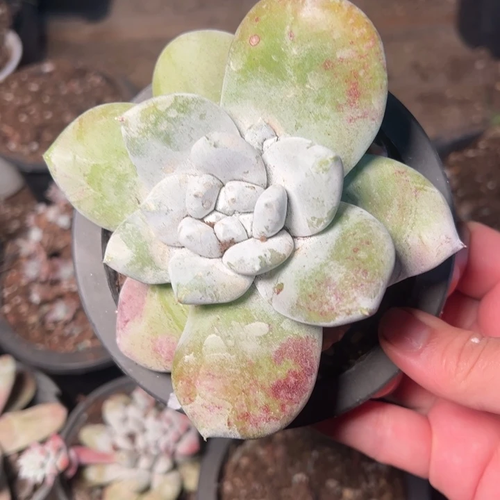 吉*?1844哈哈哈哈哈哈哈哈，