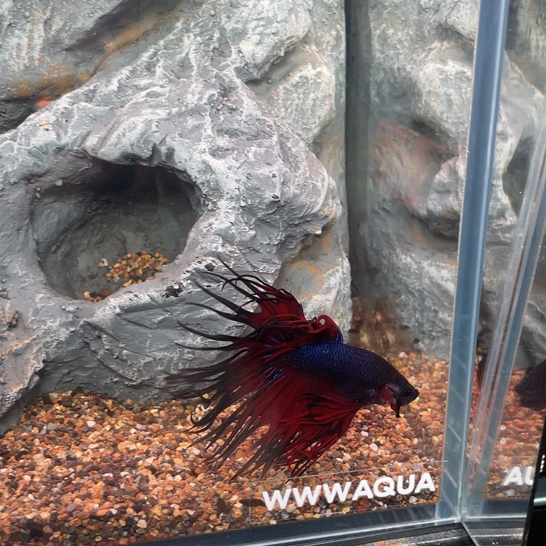 斗鱼010地狱火毒液狮王