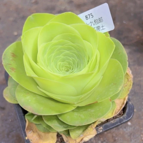 875 裸根不带土发货福利