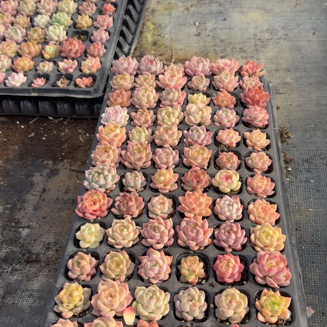 22-10未选育珍妮穴盘一盘（72颗）量拍