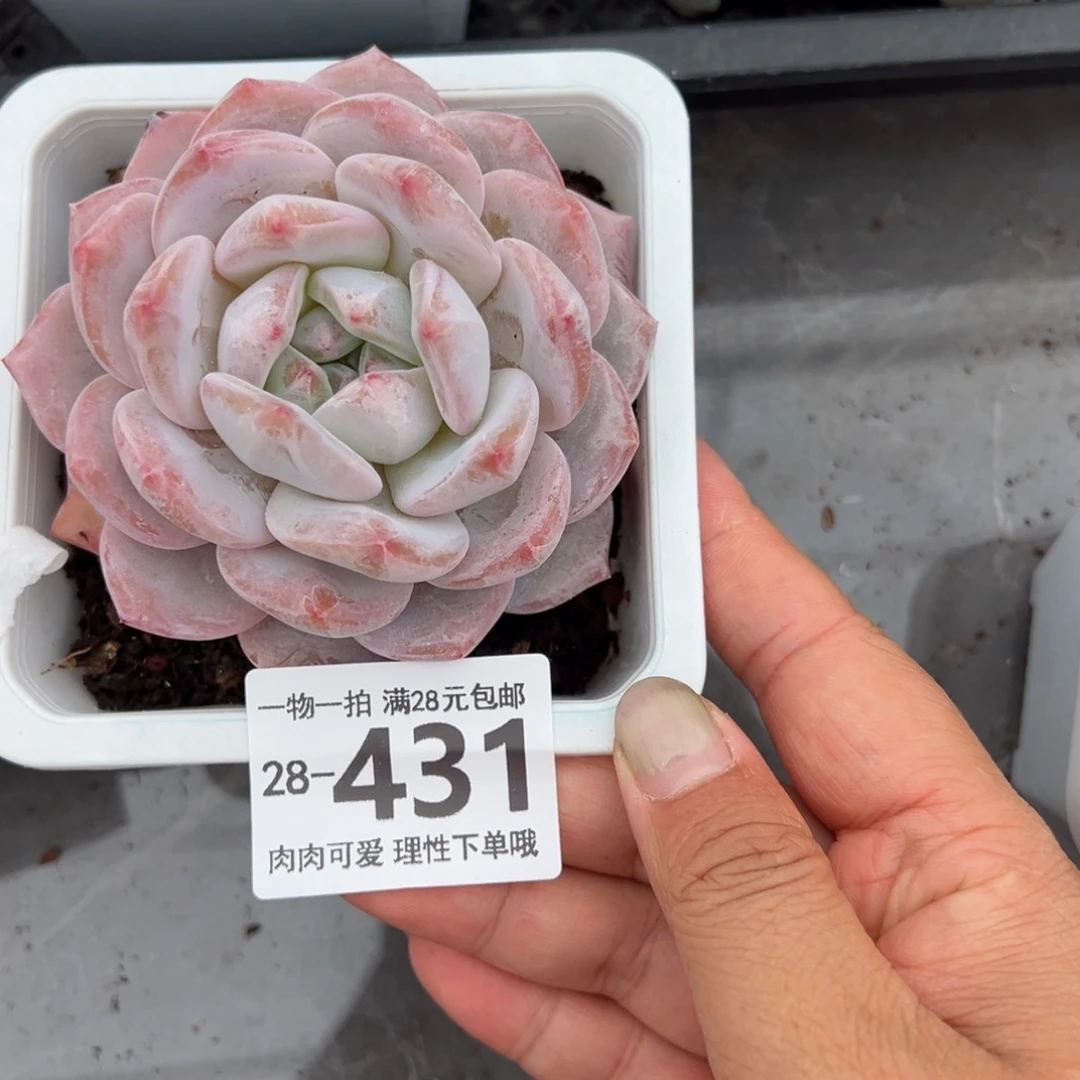 橙梦露多肉多肉多肉多肉