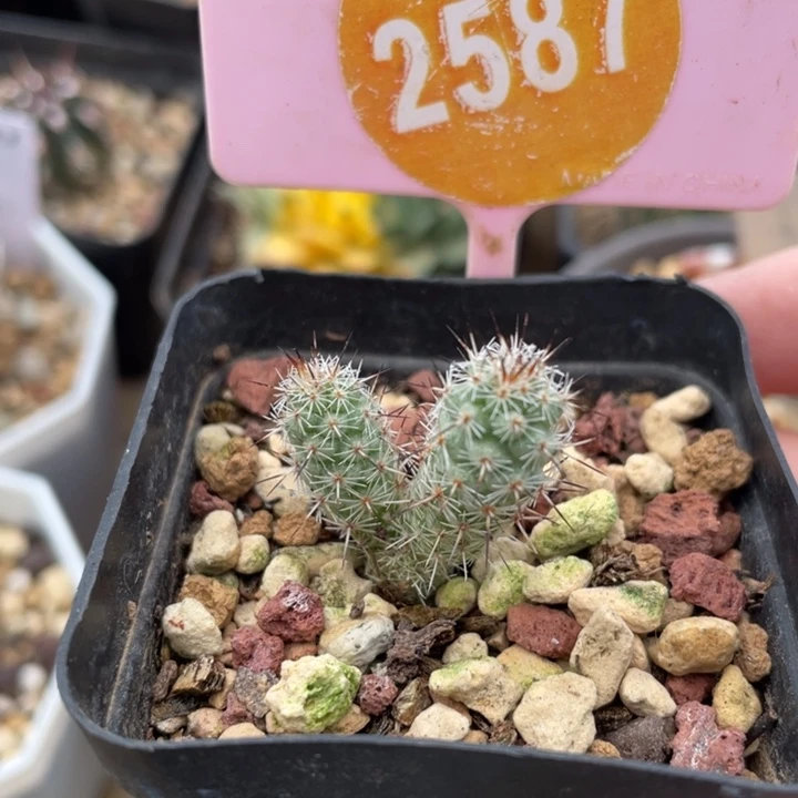 实生马贼一棵2587