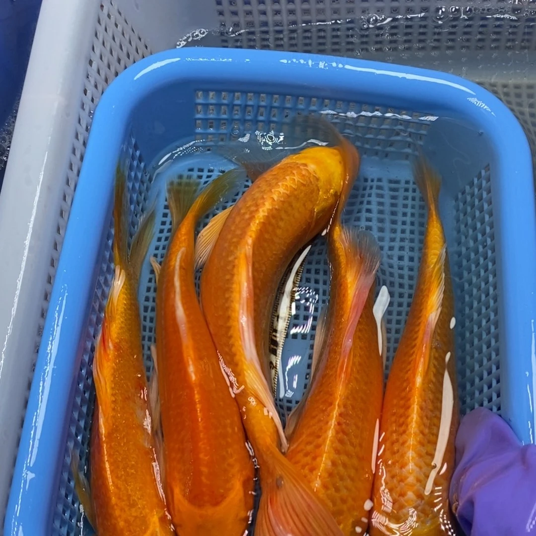 锦鲤冷水锦鲤包邮