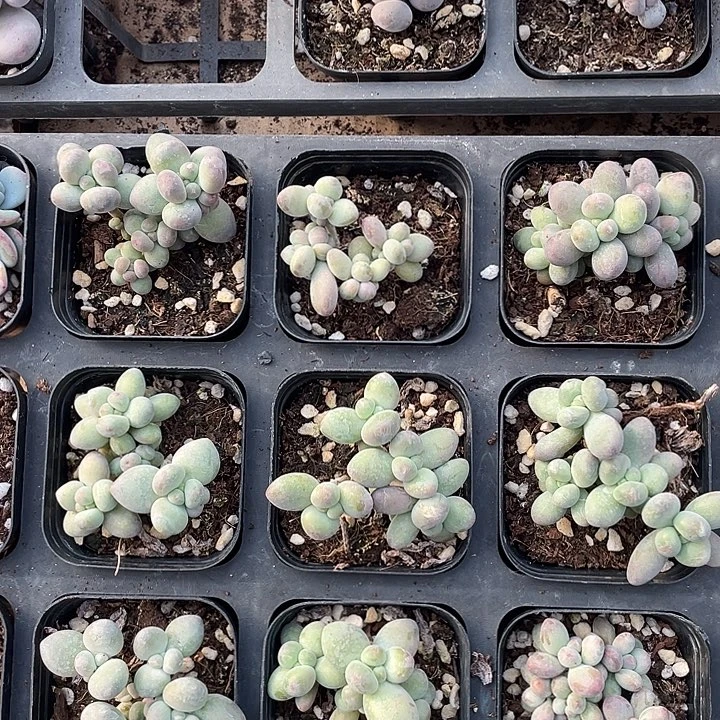 苹果奶群随机发满18包邮