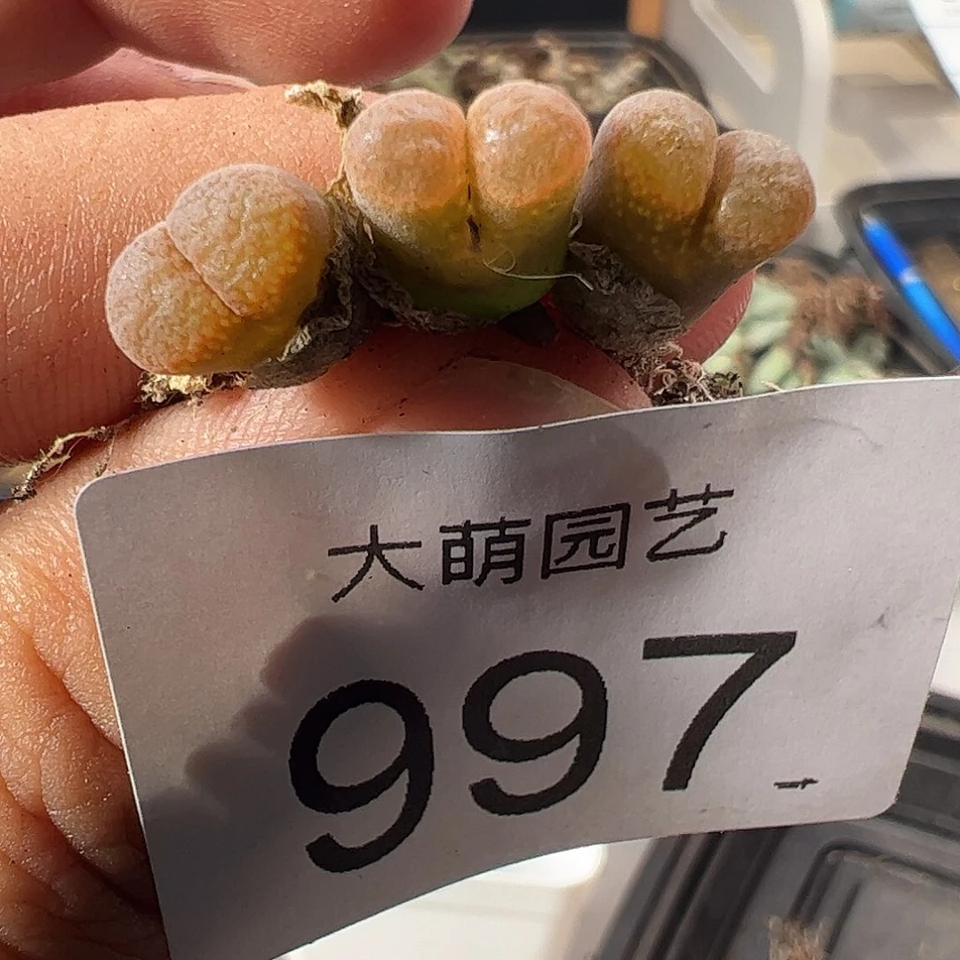 一物一拍脱土发。1809草莓蛋糕杂交。 997