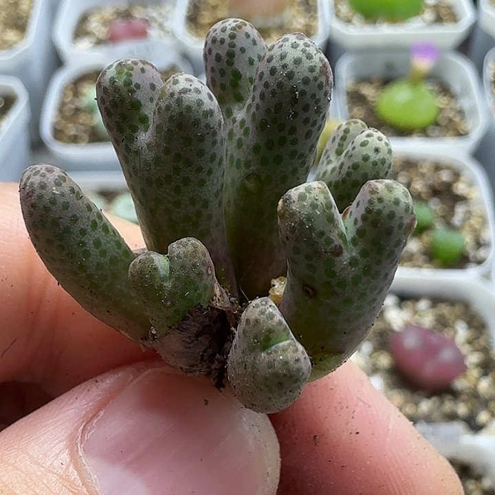 老马生石花斑马2566