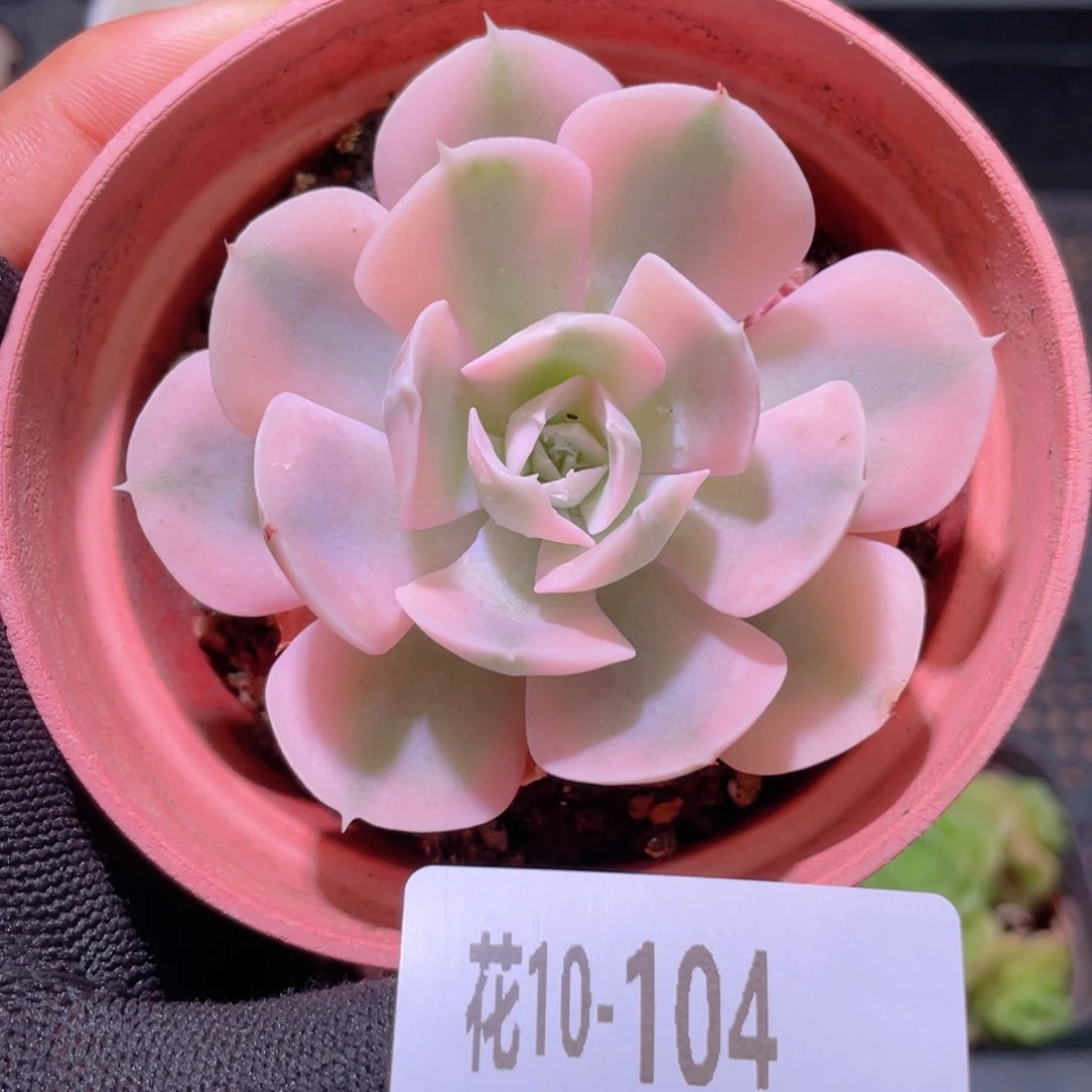 花利美10-104鲁氏锦