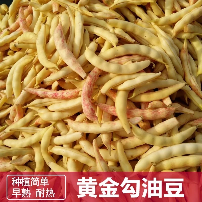 【满五包包邮】黄金钩油豆种子黄金勾地豆无筋无柴黄色油豆角籽早熟