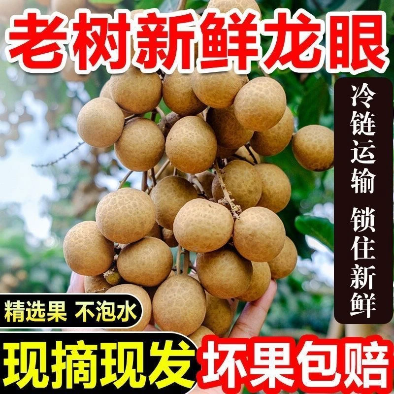 广西特产石硖龙眼大果桂圆新鲜采摘2025当季水果5斤批发价一整箱