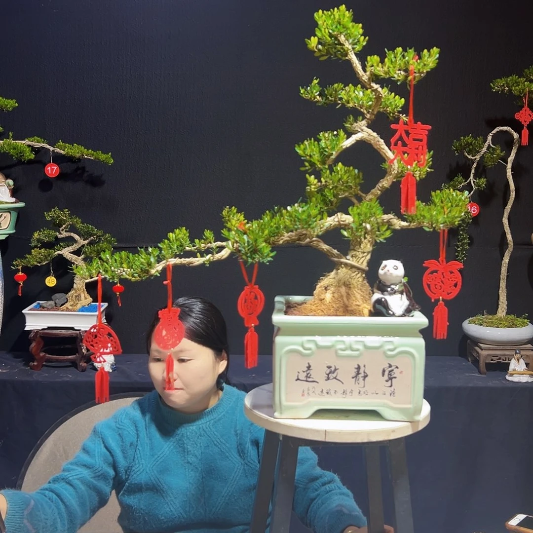 广东黄杨木盆景皱皮黄杨木