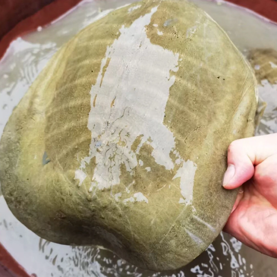 广西纯种黄沙鳖水鱼，外塘生态散养老甲鱼（直播间野生称重改价区）