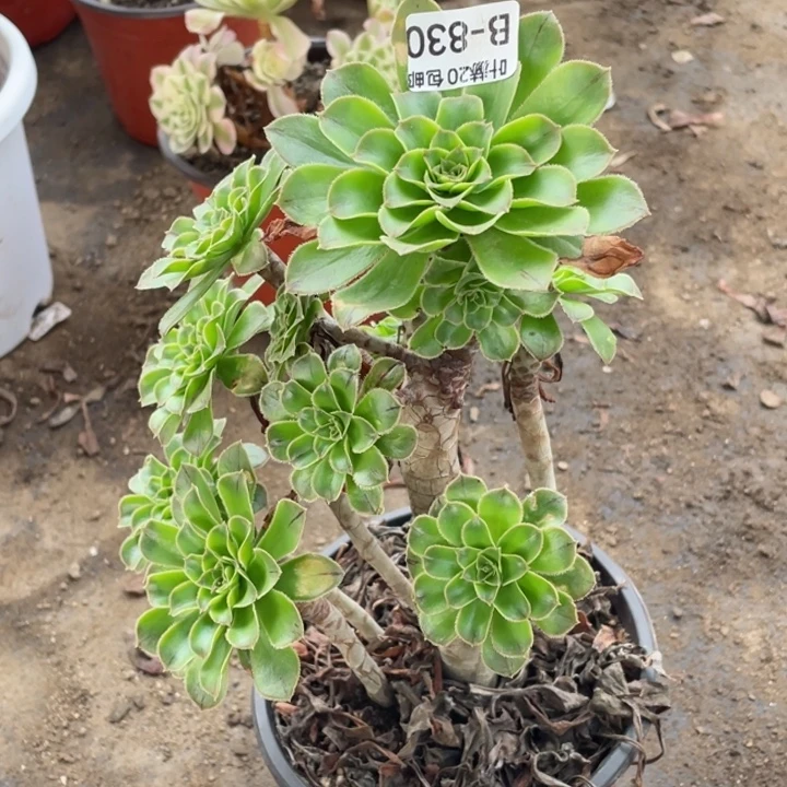 啊830绿法师多肉123445788