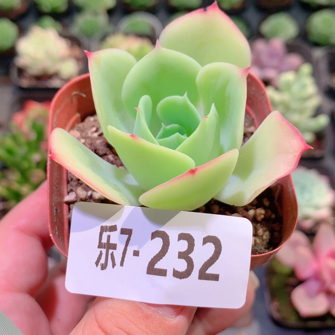 乐然7-232 柠檬玫瑰