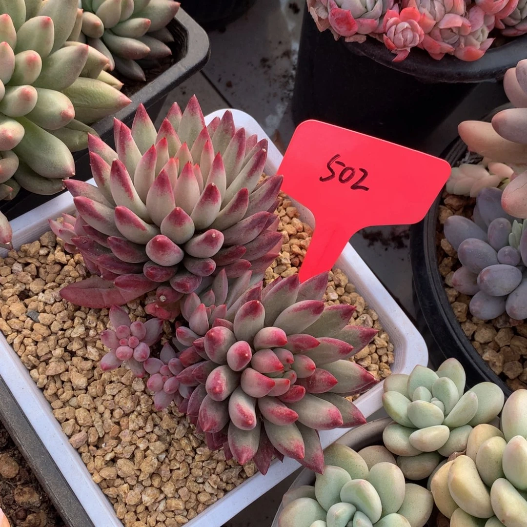 绿体虞美人727272728272