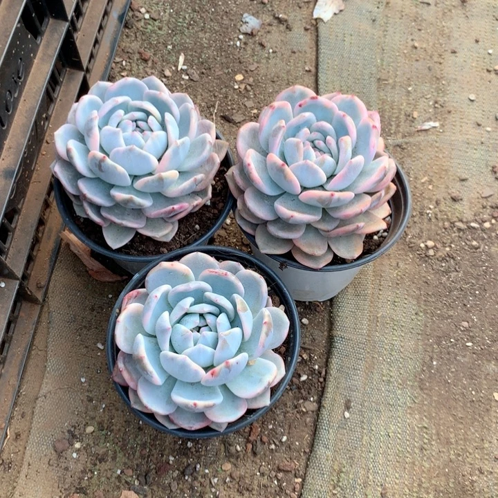 单头橙梦露锦12.88两单包邮