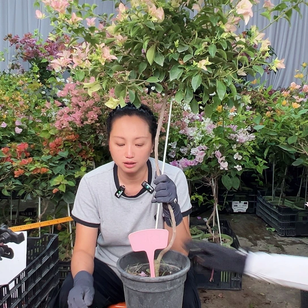万***红当前无花栽培后可以开花E31卡雅塔