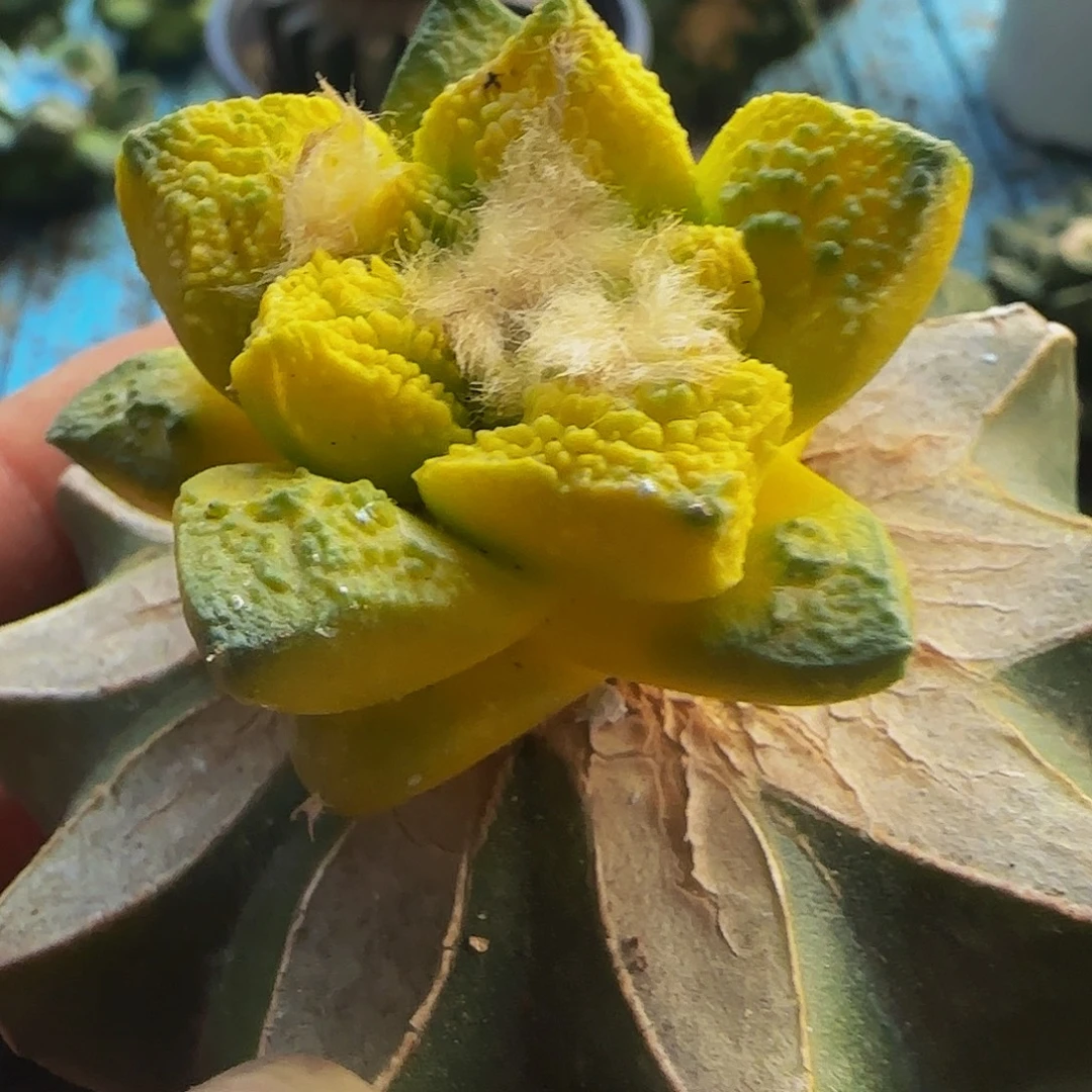 龟甲锦008仙人球开花