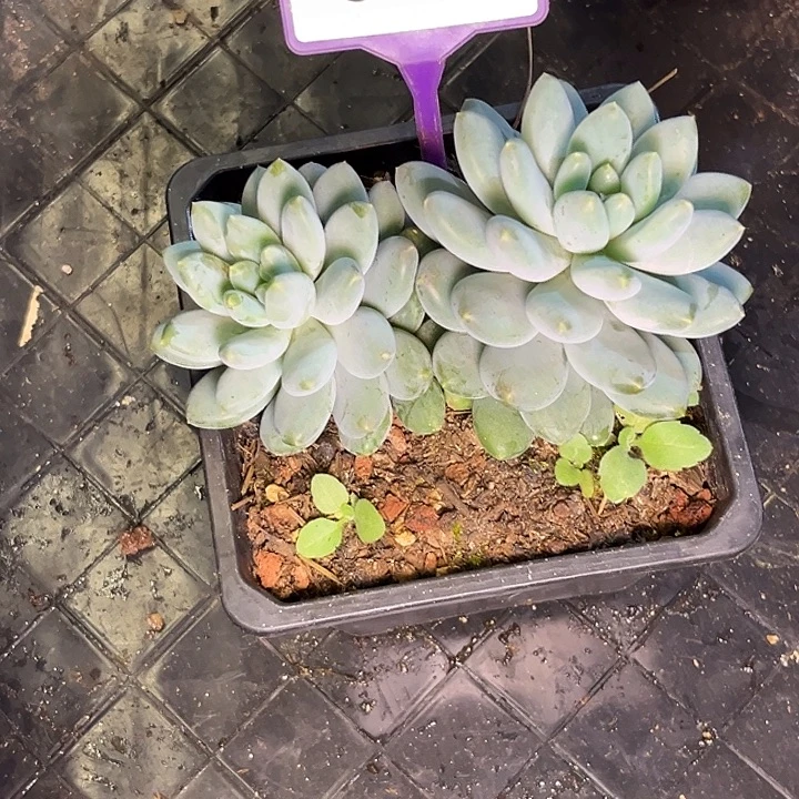 ๓***゛多肉植物星月菩提824