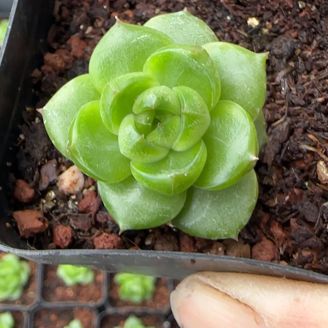 小卡拉米糖心一物一拍