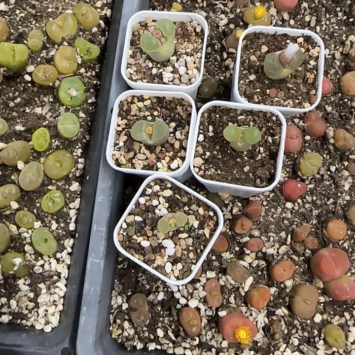 磁铁5课带盆土发货