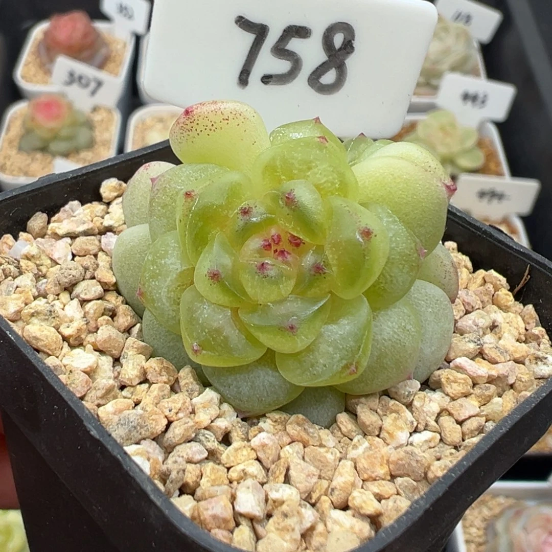 758号相柳 晗雨多肉