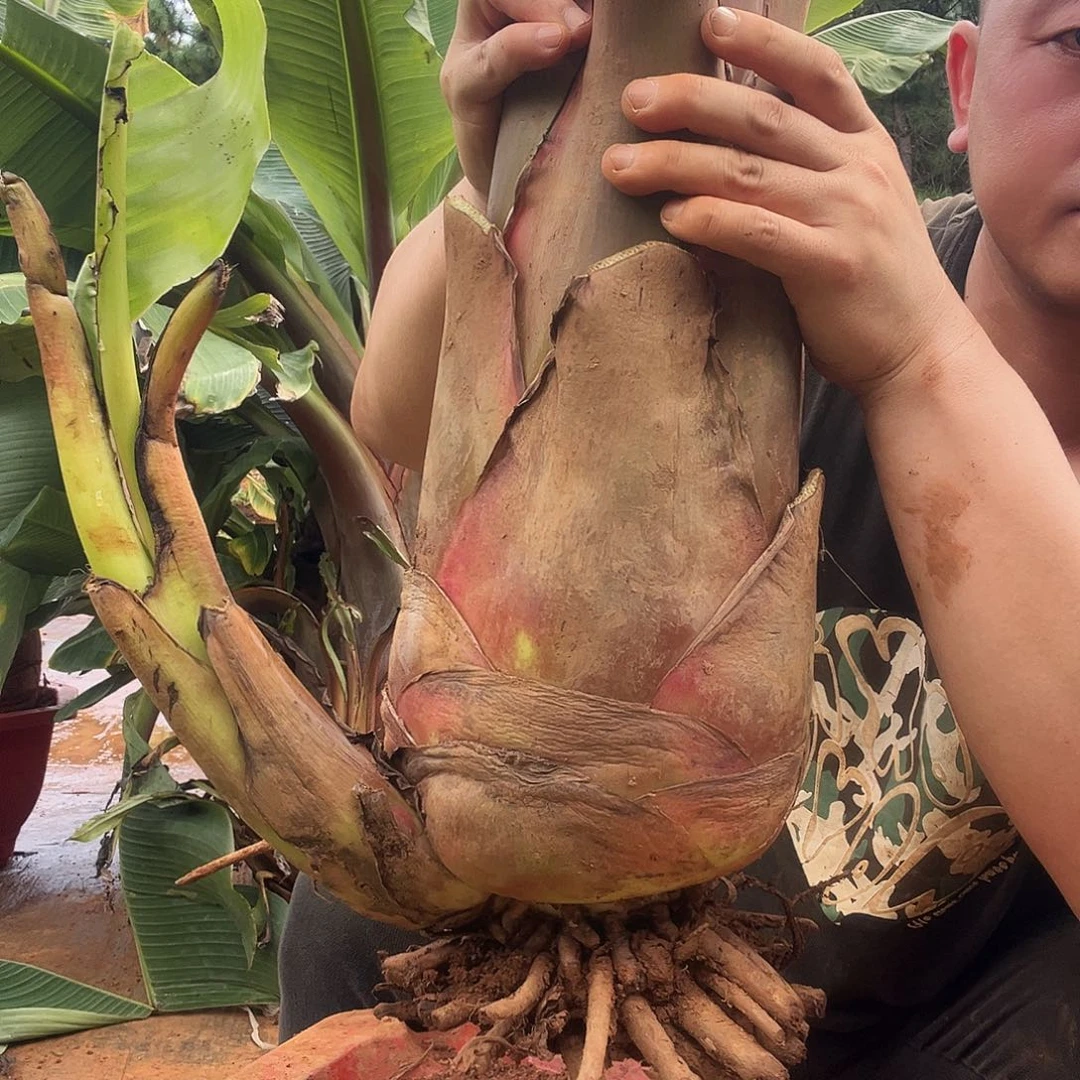 牧***人完全开放地涌红莲地涌红莲