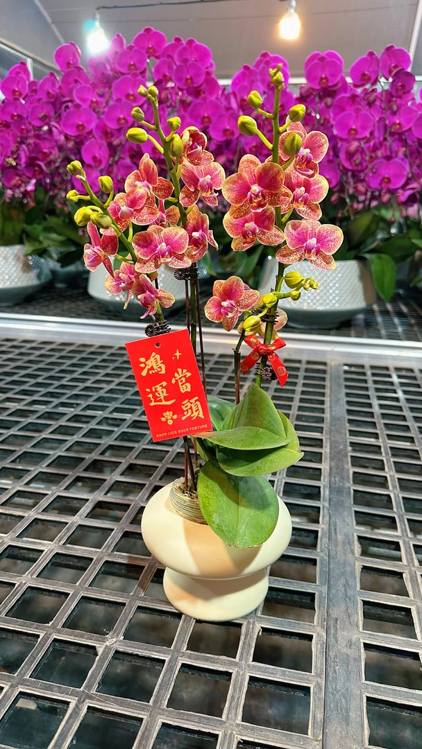 【金蝶】（橙色系）颜色喜庆好看桌面花型蝴蝶兰