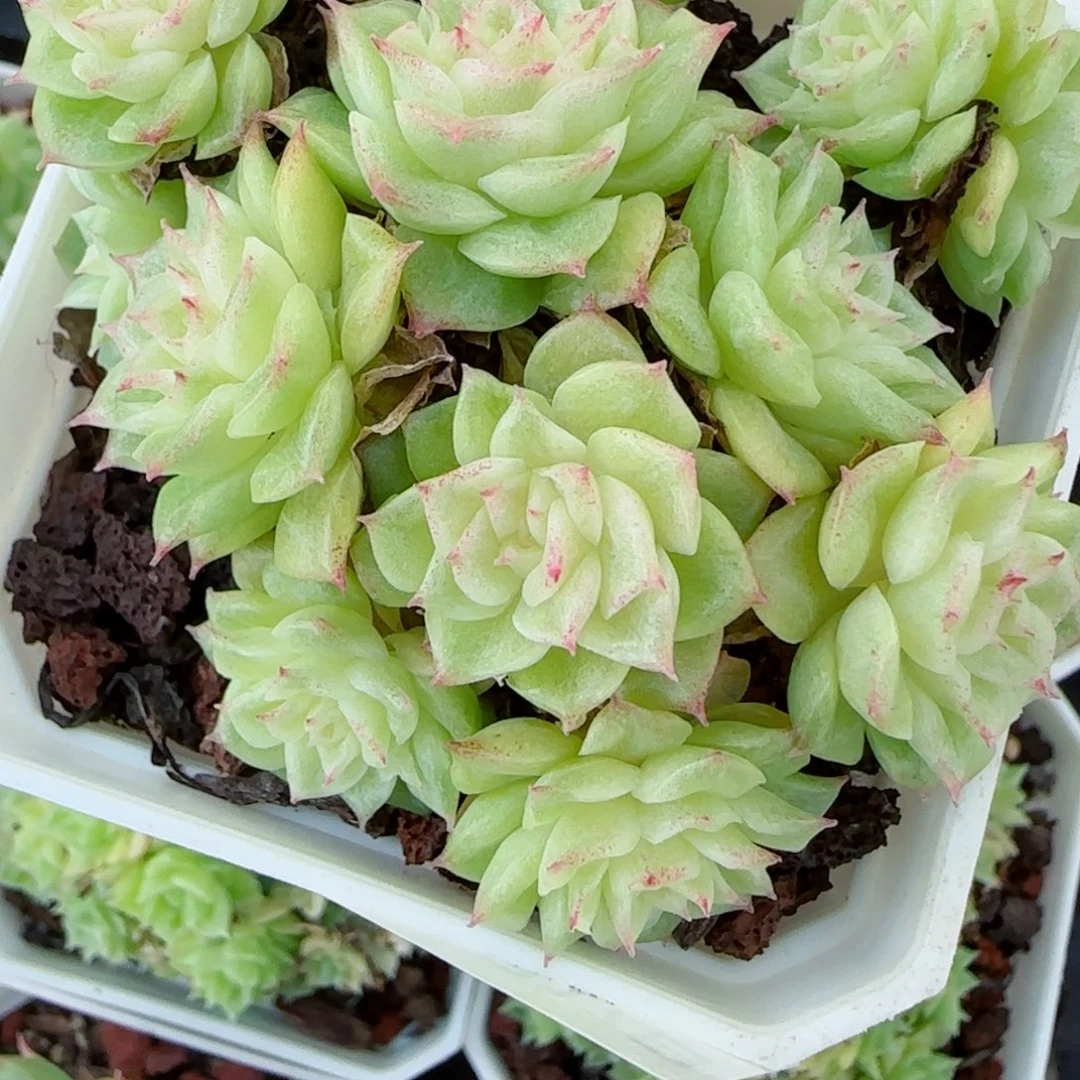 蒜***妈花语逸镜1017-235散麦秆