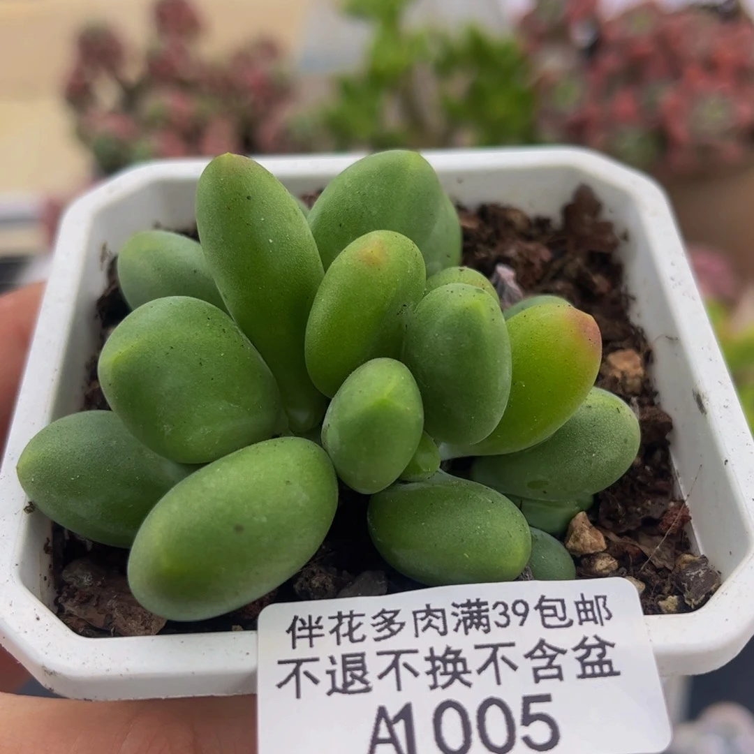 005-kk奶酪多肉5cm
