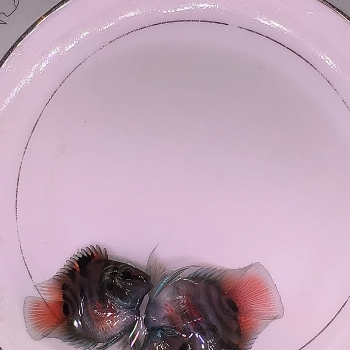 鹦鹉鱼迷你鹦鹉鱼