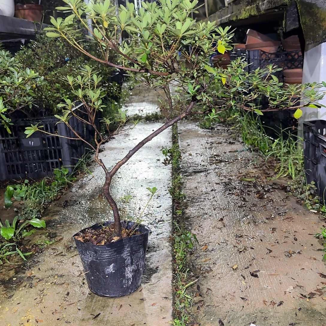 无花朵若惠有花朵