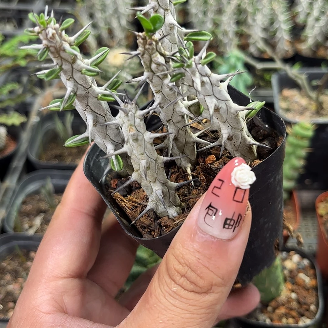 亚龙木火烛麒麟有根发货